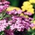 59th Annual Lilac Festival - Mackinac Island