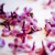 Lilac Parade - Mackinaw Island, 15 min from Downton Mackinaw